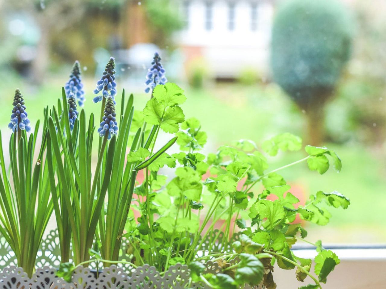 Indoor Flower Box On Windowsill