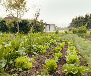 A backyard vegetable garden growing lettuces