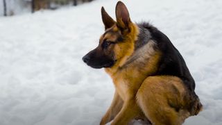 German Shepherd dog with short-spine syndrome sitting in the snow