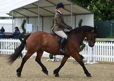 HorseNo945_RWHS16pn_6978.jpg