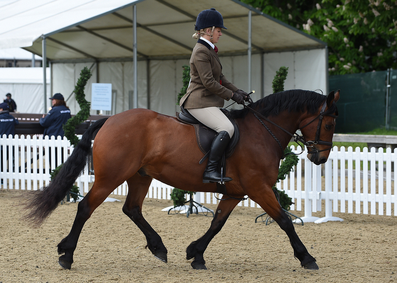 HorseNo945_RWHS16pn_6978.jpg