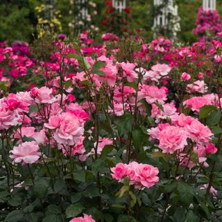 Thompson & Morgan Rose 'Queen Elizabeth' (Floribunda Rose)