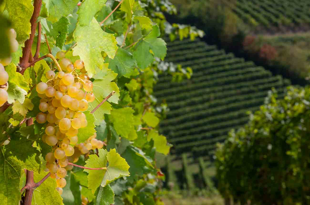 Cortese grapes growing in Gavi DOCG in Italy's piedmont region