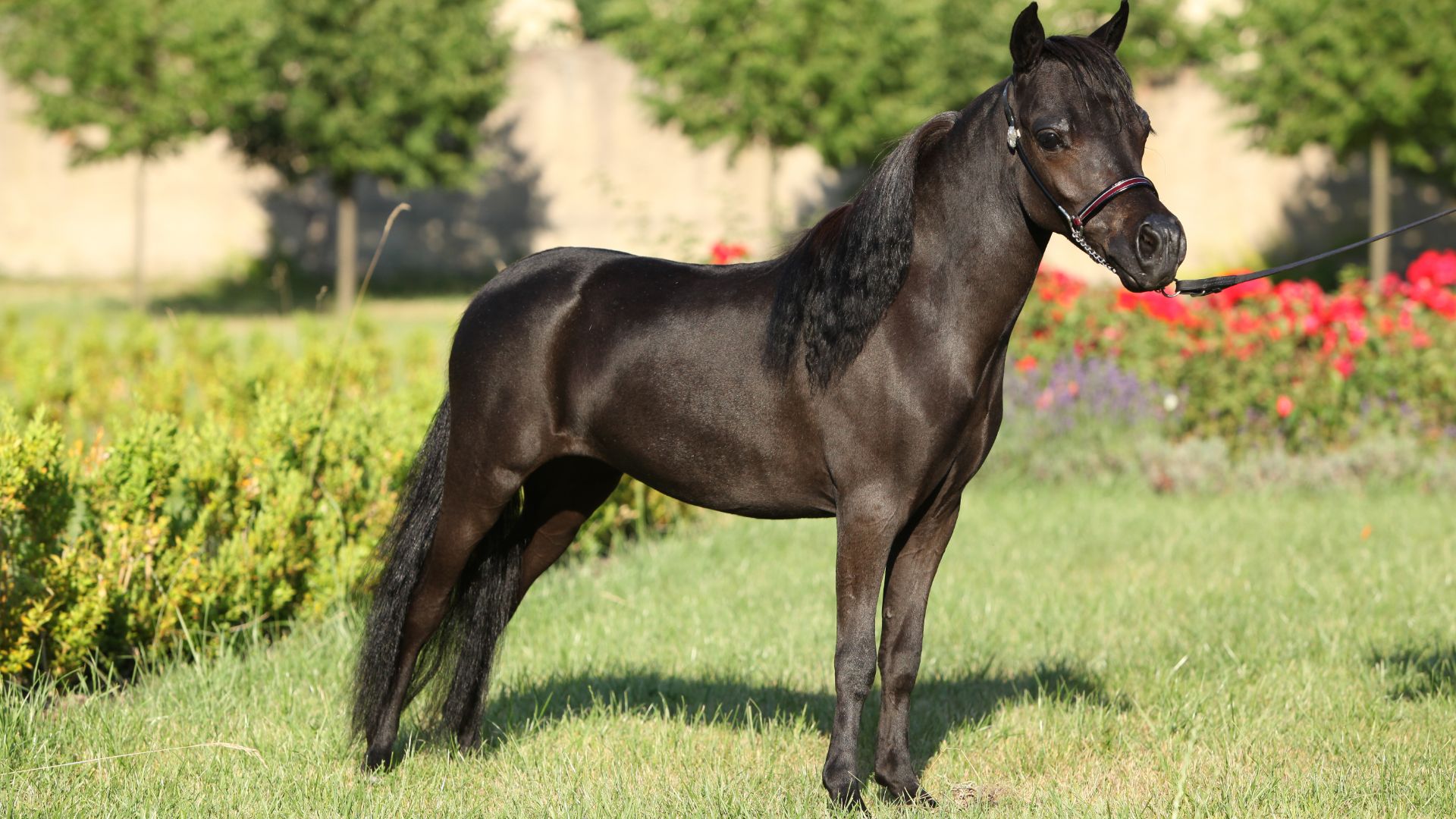black miniature horse stood sideways, garden in the background