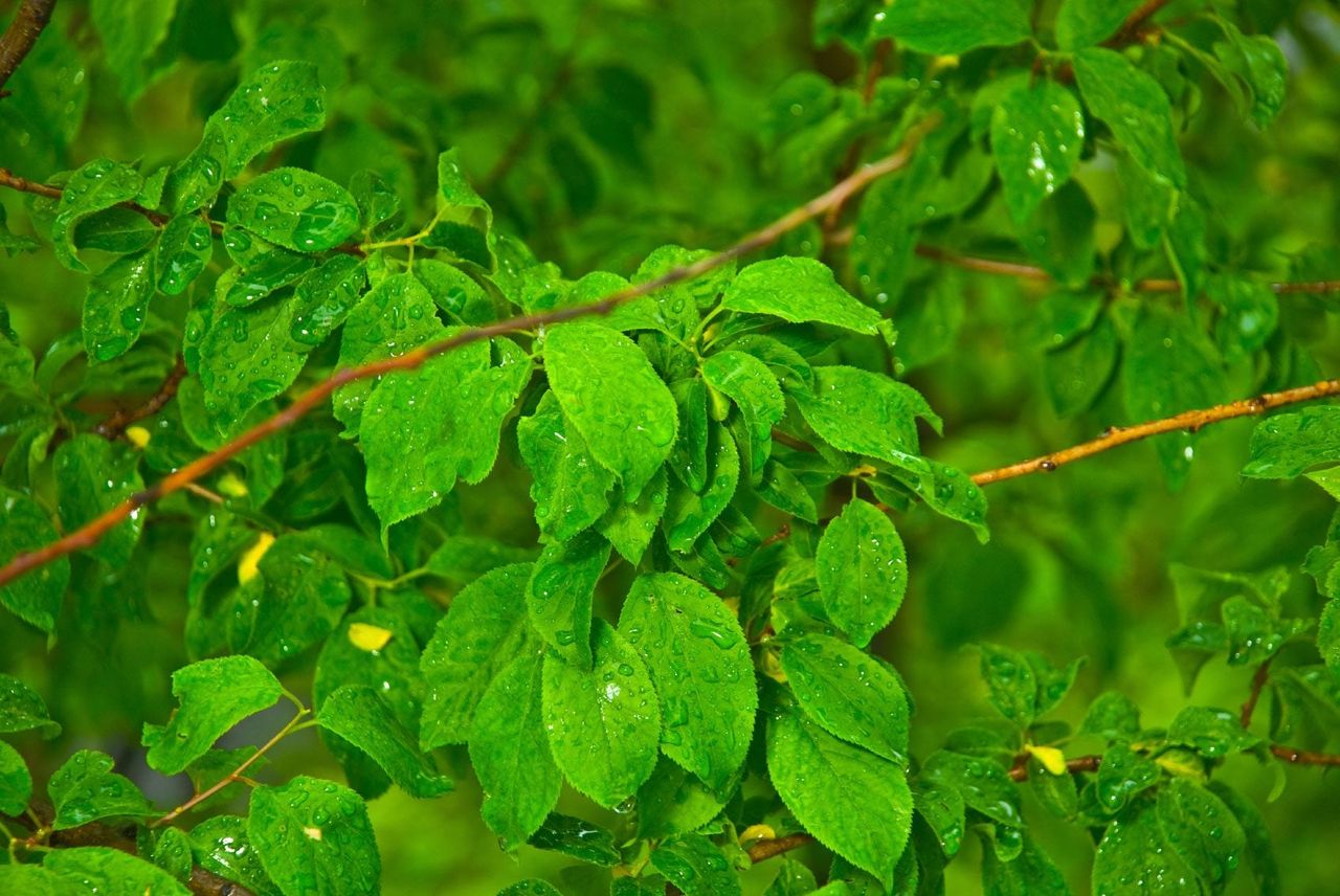 Apricot Tree Without Flowers