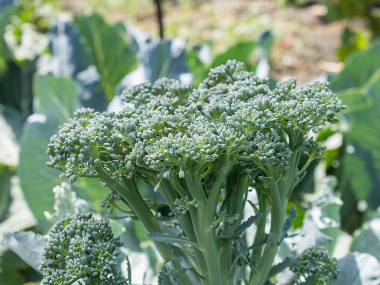 Destiny Hybrid Broccoli Plant