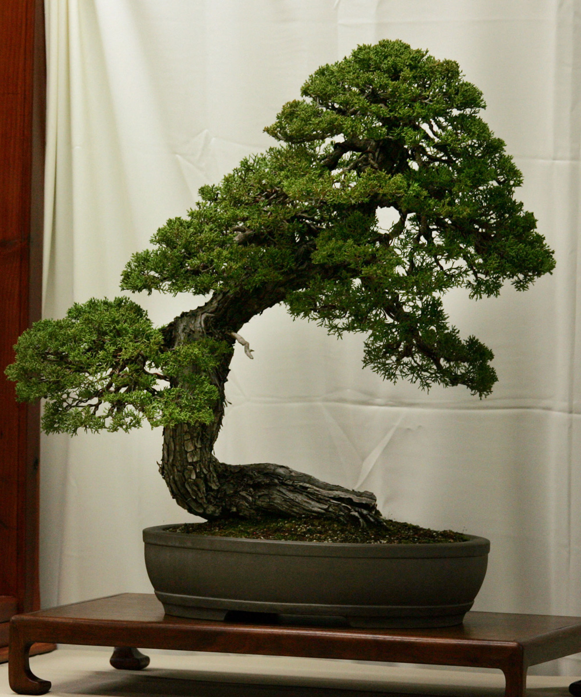 Chinese juniper bonsai against white curtain