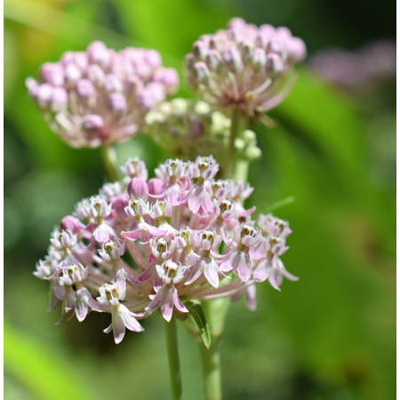 Pack 2 Pink Milkweed Plants Asclepias Tuberosa Flower Live Plants Tropical Milkweed Plants 4-6 Inch Tall - Ship No Pot