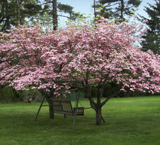 pink dogwood tree with a swing backyard bench