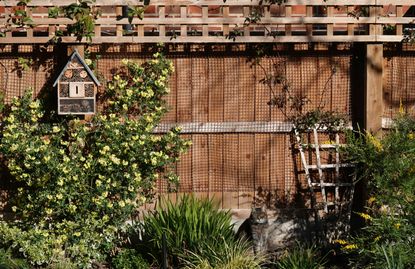 A backyard with a wooden fence and a trellis fence topper