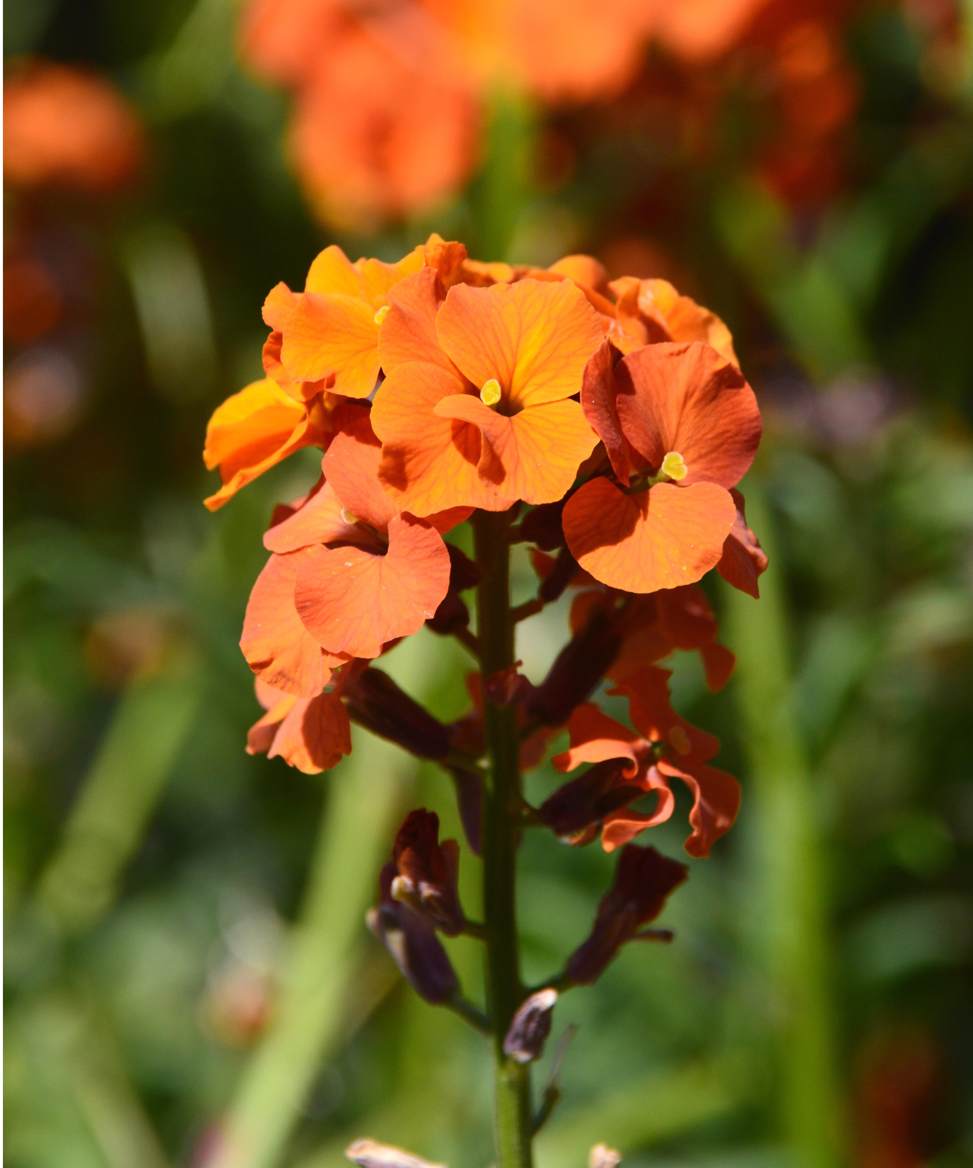 Erysimum 'Apricot Twist'