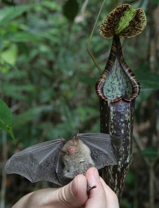 bats use carnivorous pitcher plant as living toilet live science bats use carnivorous pitcher plant as