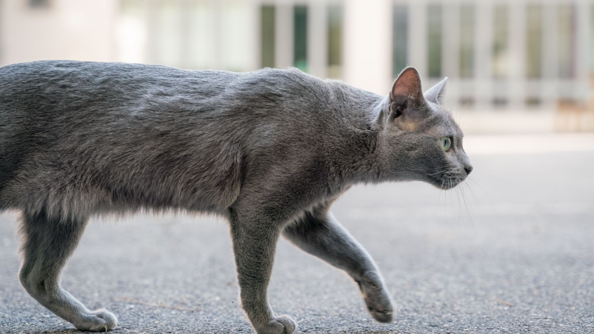 American shorthair outside