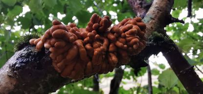 Hazel gloves fungus is a conservation priority' for the Woodland Trust. It's a species that exclusively grows on old hazel trees and looks rather like, ahem, intestines. The Woodland Trust call it 'a sure sign of clean air and a wood's ancient origins.' Credit: Woodland Trust