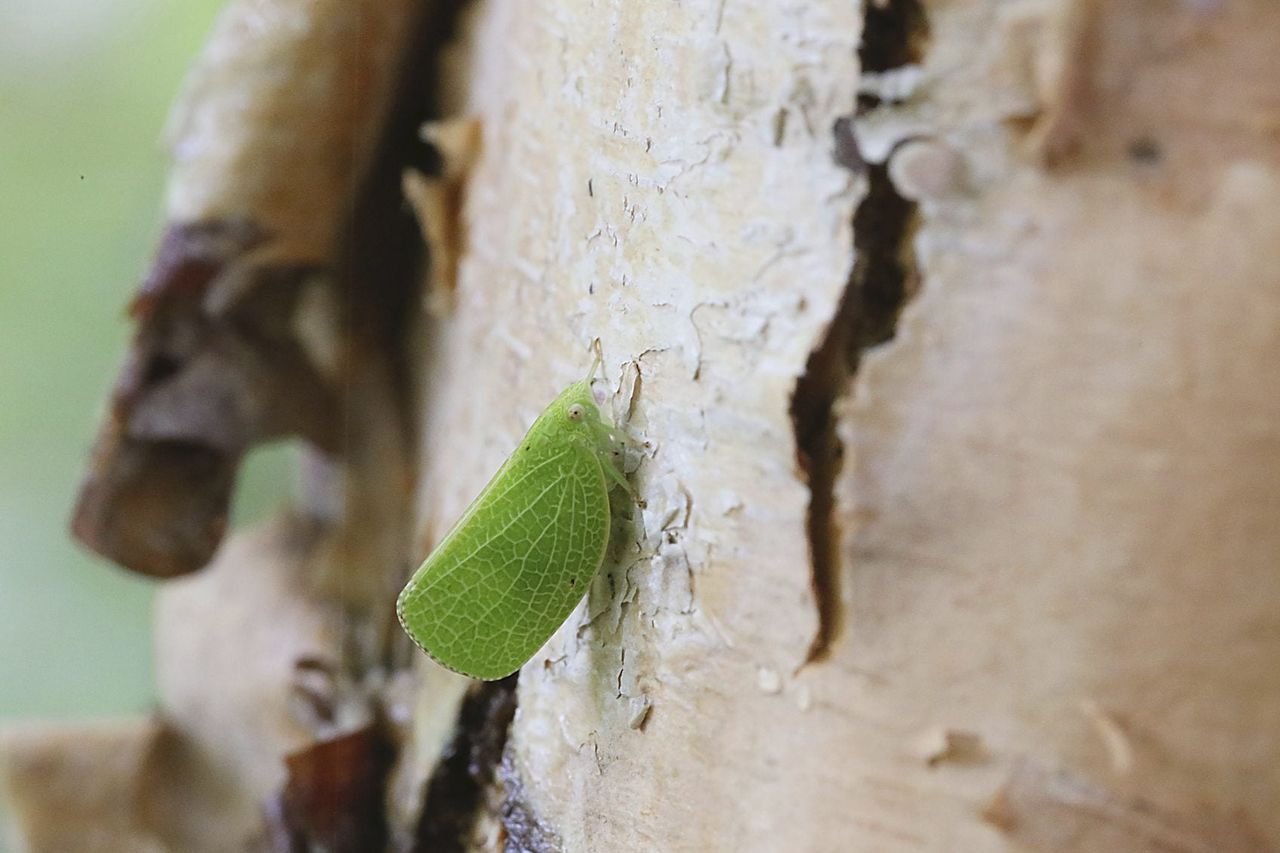 planthopper