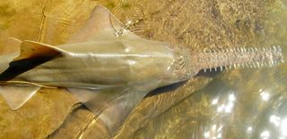 Largetooth sawfish, endangered species