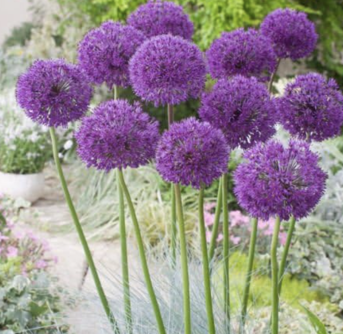 alliums in bloom