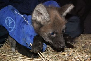 maned wolf pup at the vet