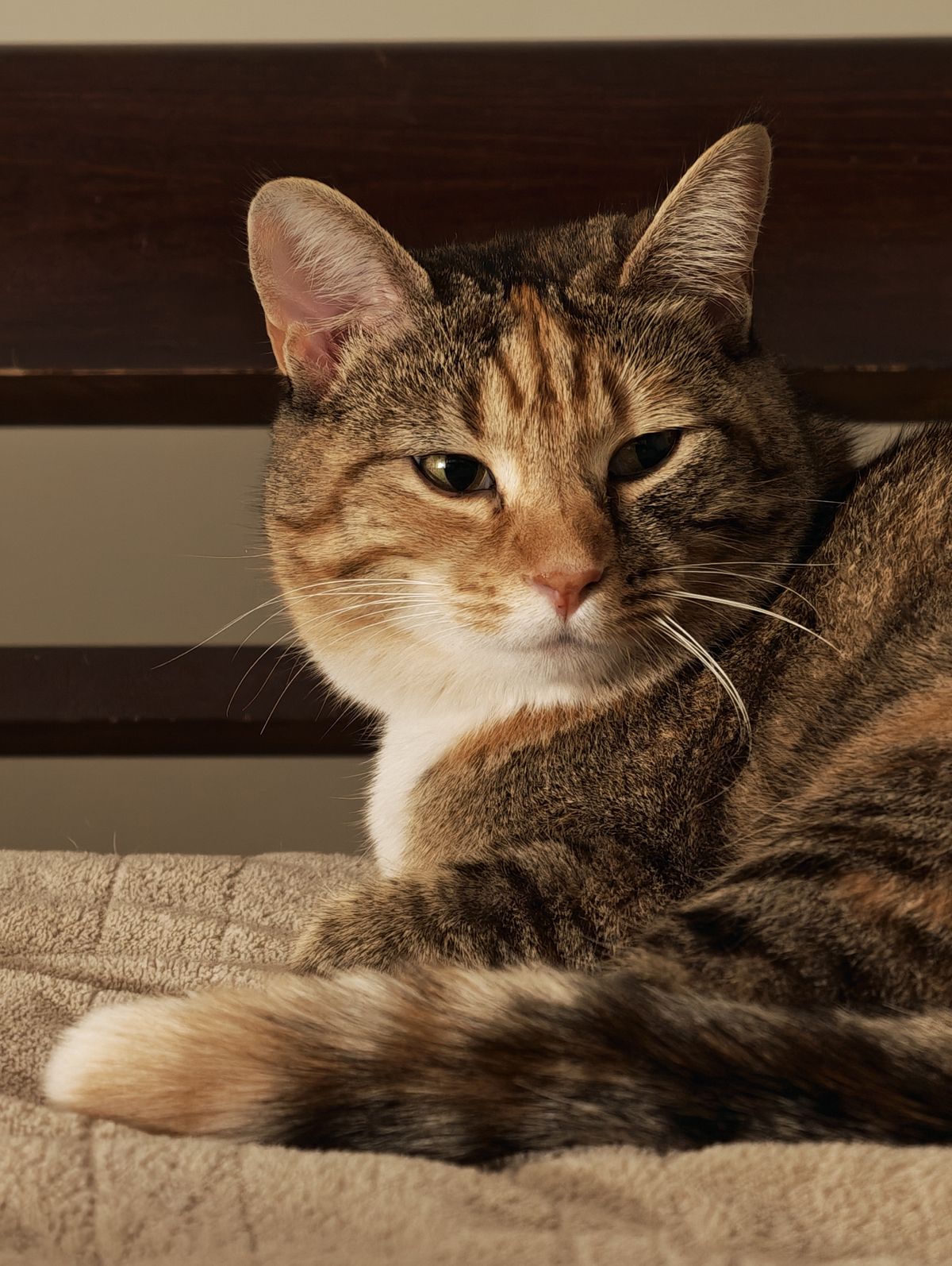 A 6x zoom photo sample taken from the Honor Magic 8 Pro in low light of a cat