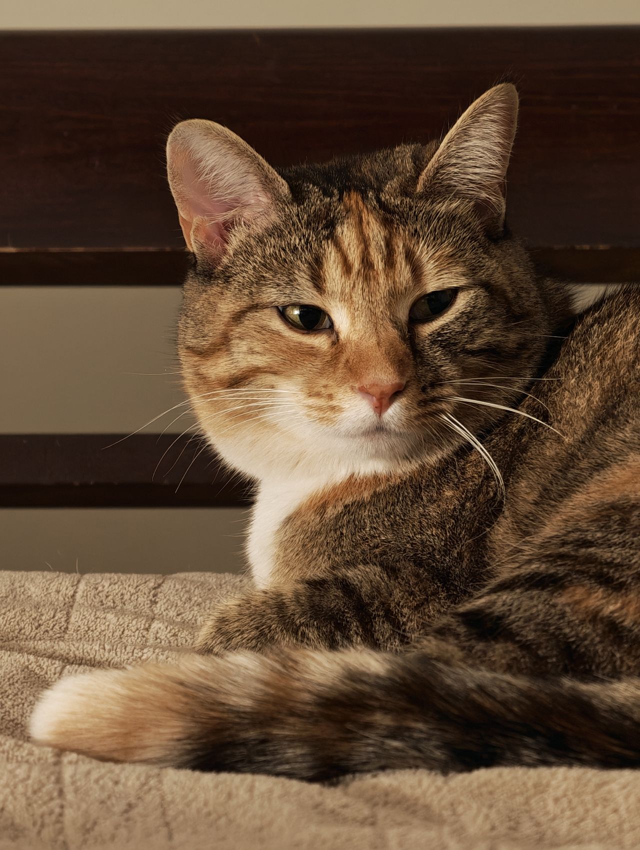 A 6x zoom photo sample taken from the Honor Magic 8 Pro in low light of a cat