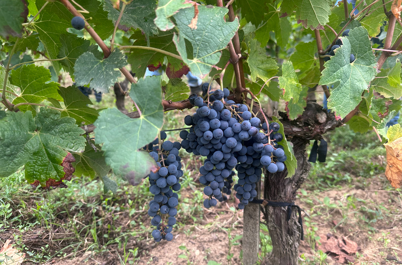 Bordeaux 2025 harvest
