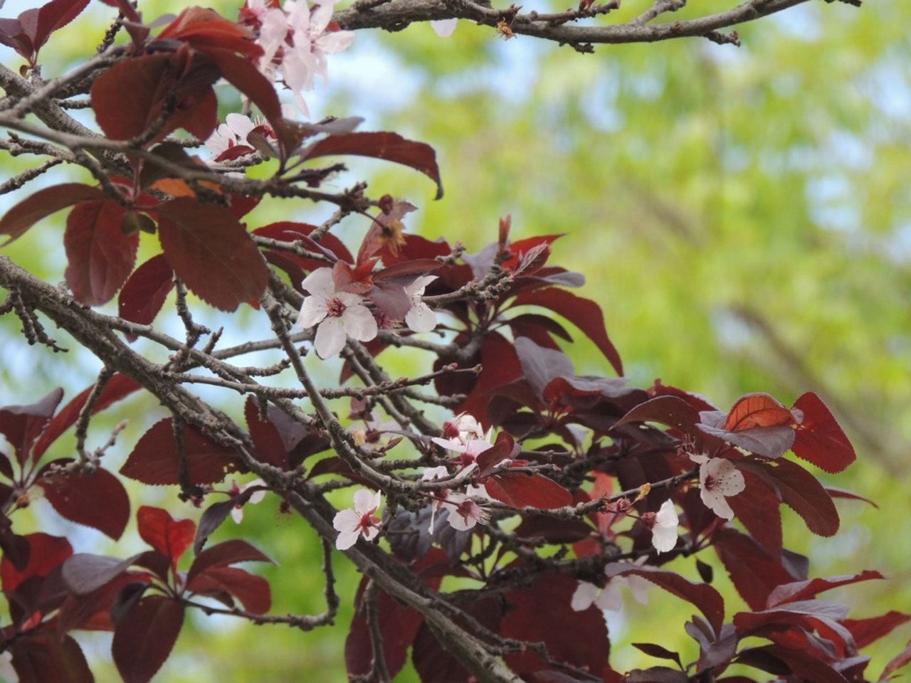 Purple Leaf Sand Cherry Shrub