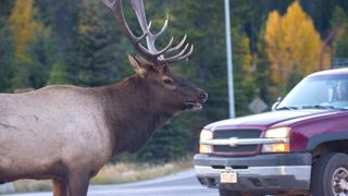Bull elk beside car