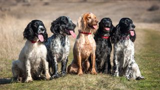 Group of five different types of spaniel