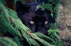 A black panther peeks from behind leaves