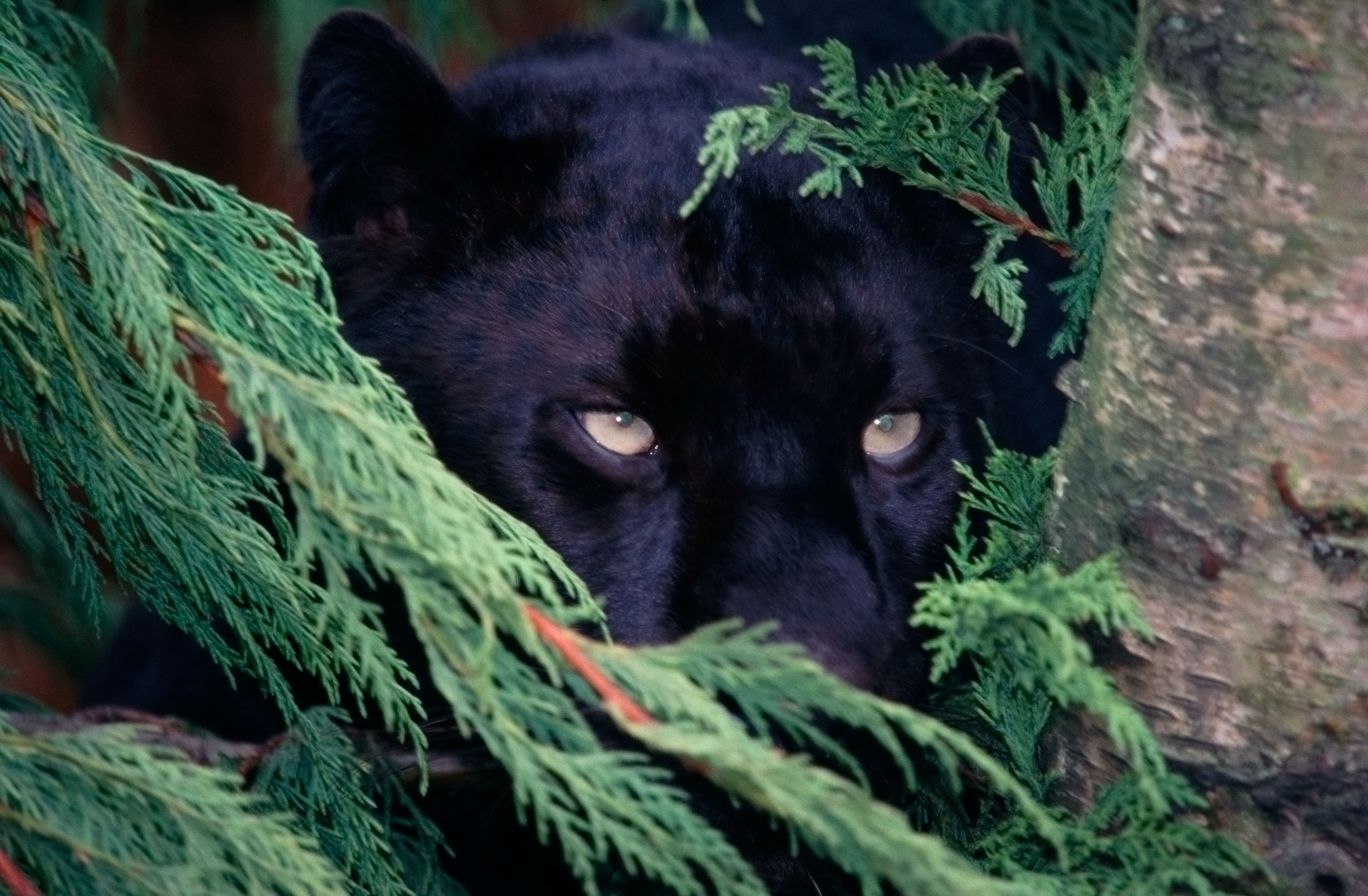 A black panther peeks from behind leaves