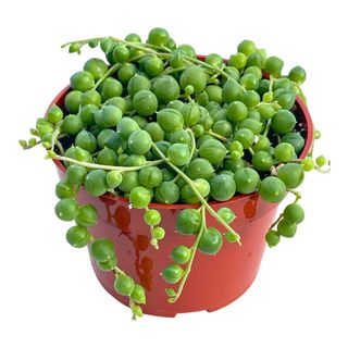 small string of pearls plant in plastic pot by The Succulent Cult on white background