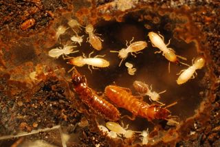 A male Asian subterranean termite and female formosanus with their 8-month-old colony.