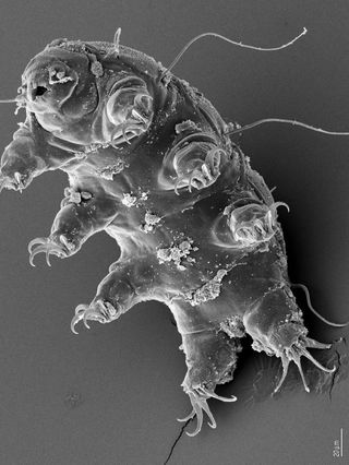 The tiny tardigrade survives extreme conditions on Earth and could be similar to life that might thrive on free-floating worlds.