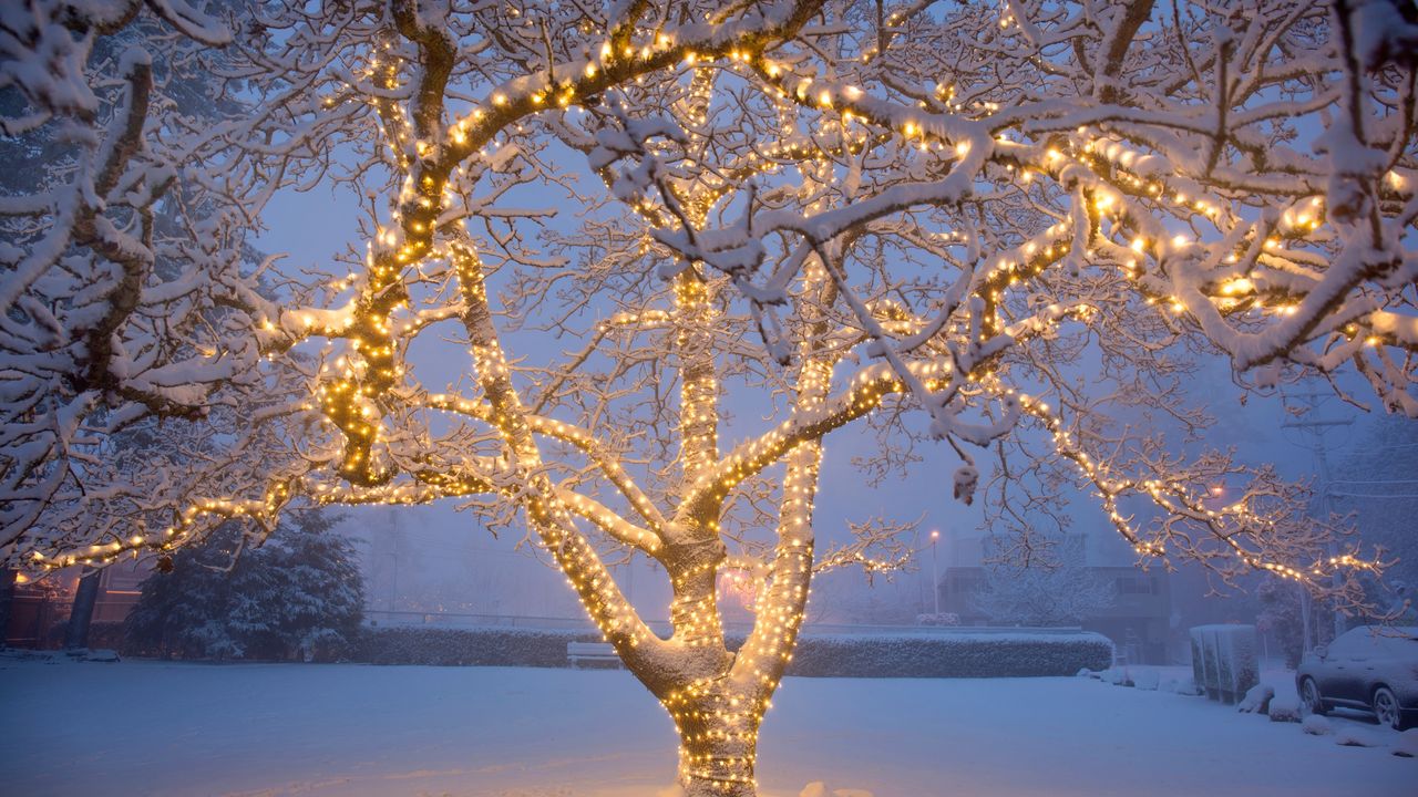 Tree with white Christmas lights wrapped around it