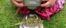 National Geographic Ultimate Dual Stereo Microscope being used in a garden