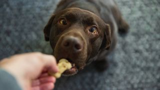 Chocolate Labrador receiving a treat