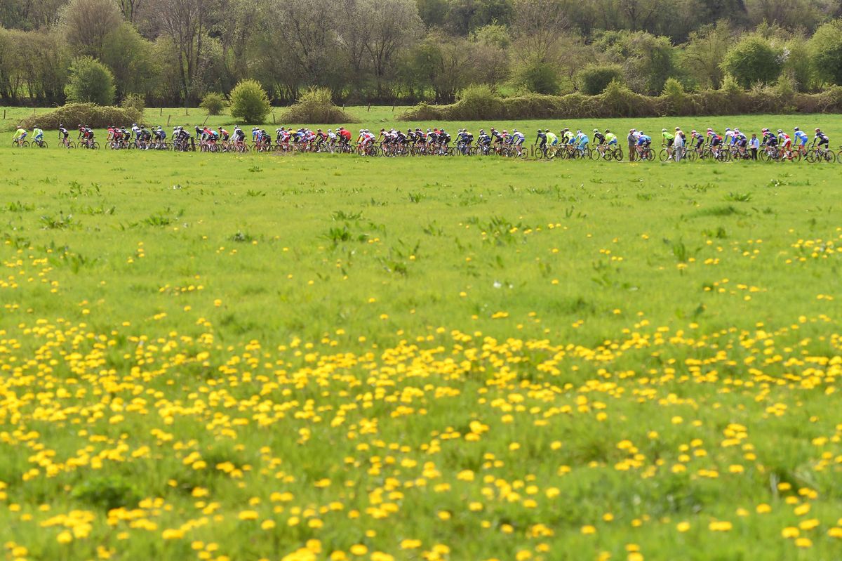 The peloton passing a field of flowers