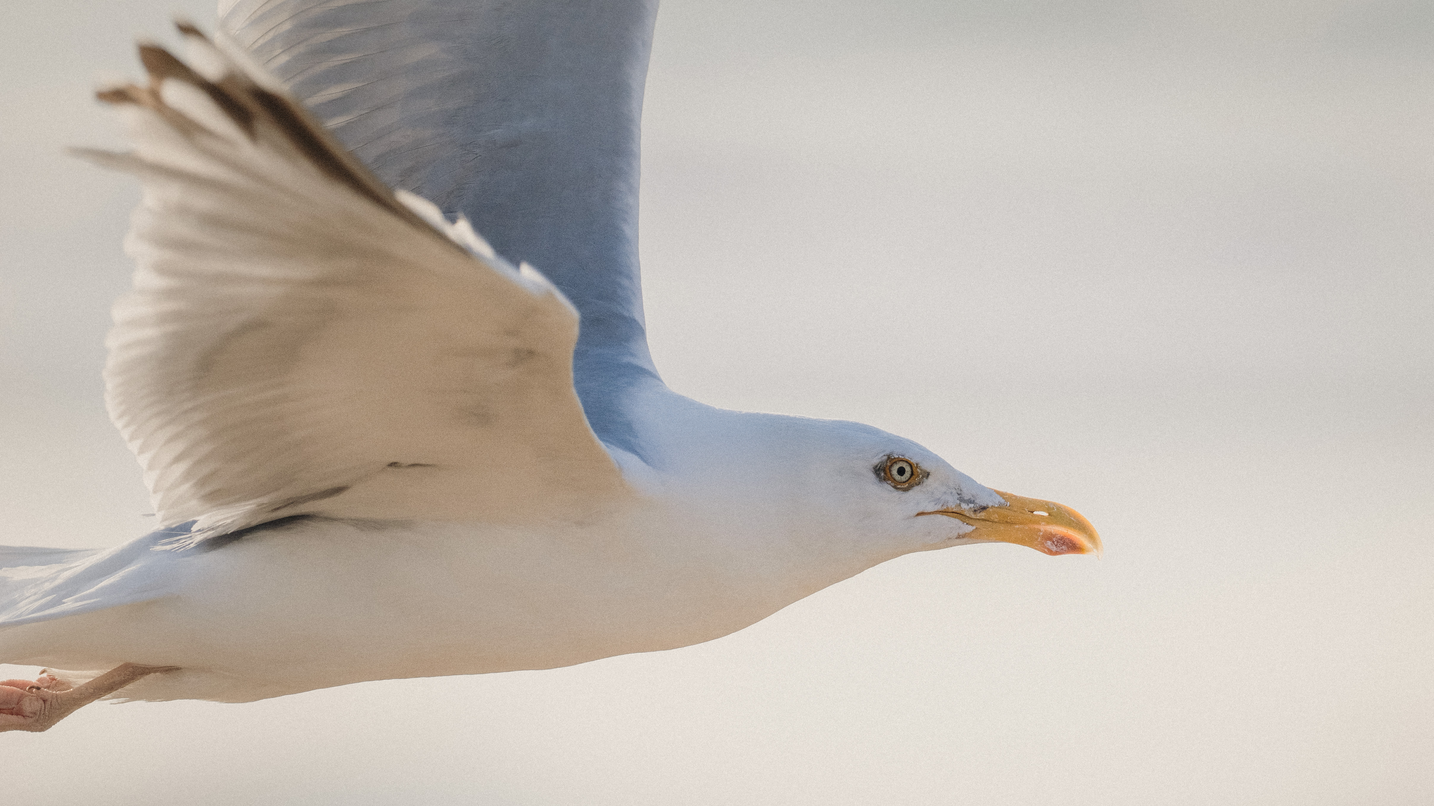 Herring gull