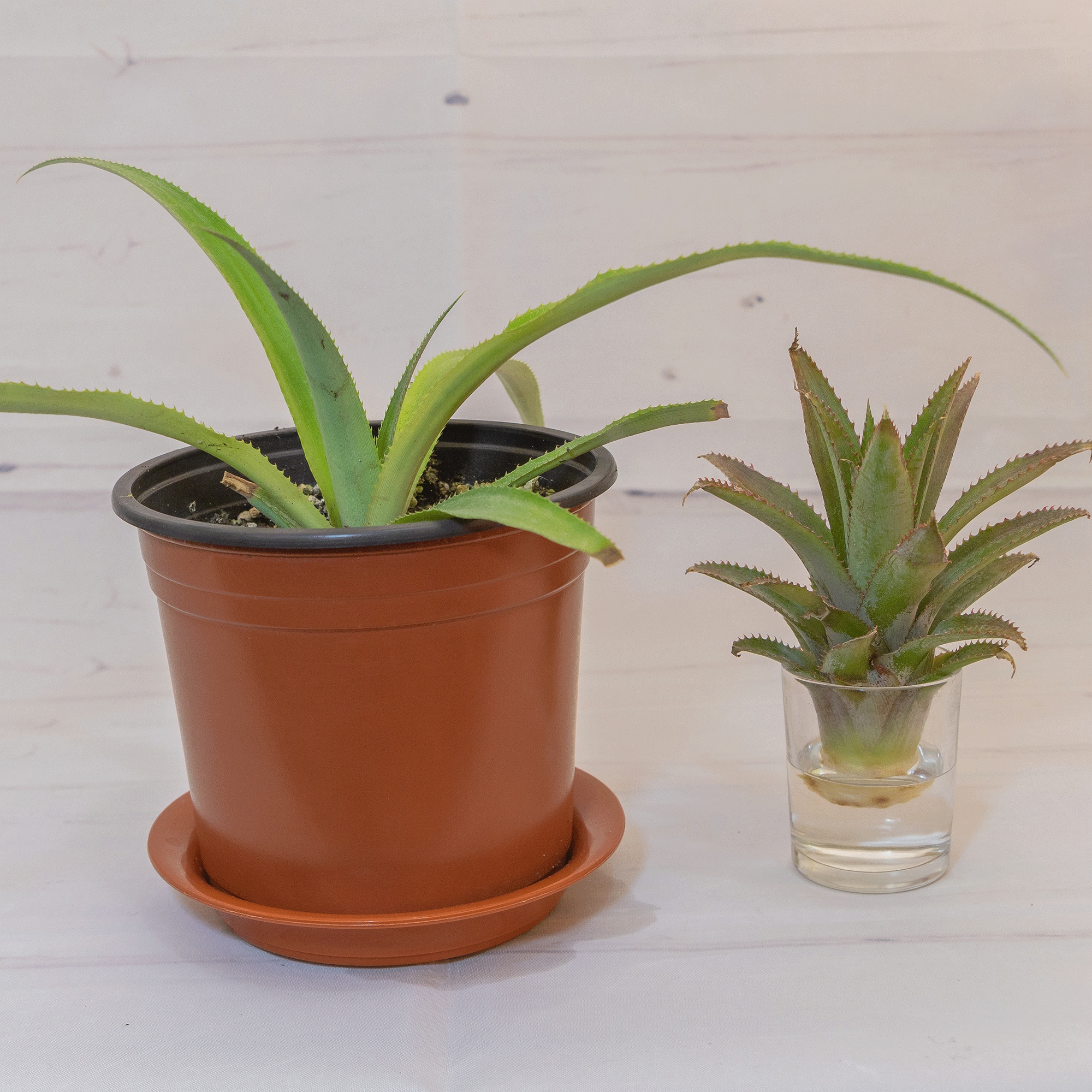 Pineapple growing in pot with pineapple pot in water