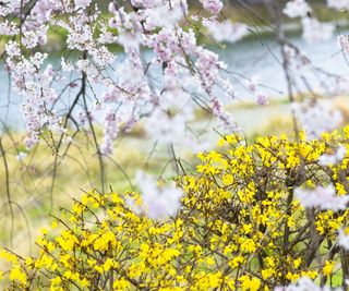 Forsythia with yellow blooms and cherry blossom behind