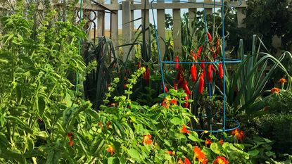 a vegetable garden with chillies growing