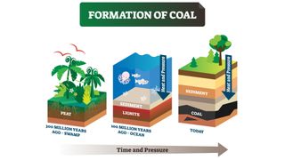 Diagram showing the formation of coal.