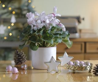 Potted cyclamen on a table with holiday decorations