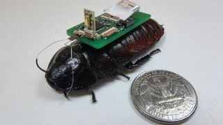 Researchers are testing "cyborg cockroaches" equipped with microphones to see if they could be used to hunt for disaster survivors.