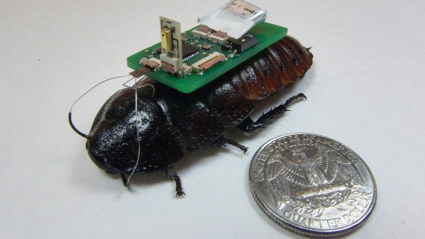 Researchers are testing &quot;cyborg cockroaches&quot; equipped with microphones to see if they could be used to hunt for disaster survivors.