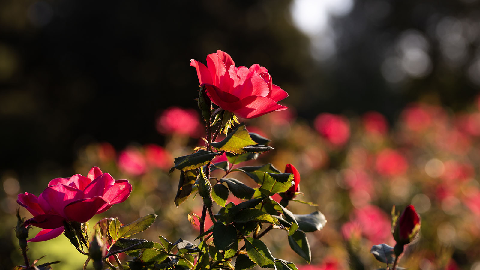 Dark pink roses in a rose garden during fall sunset hours, with strong contrast shadows and highlights