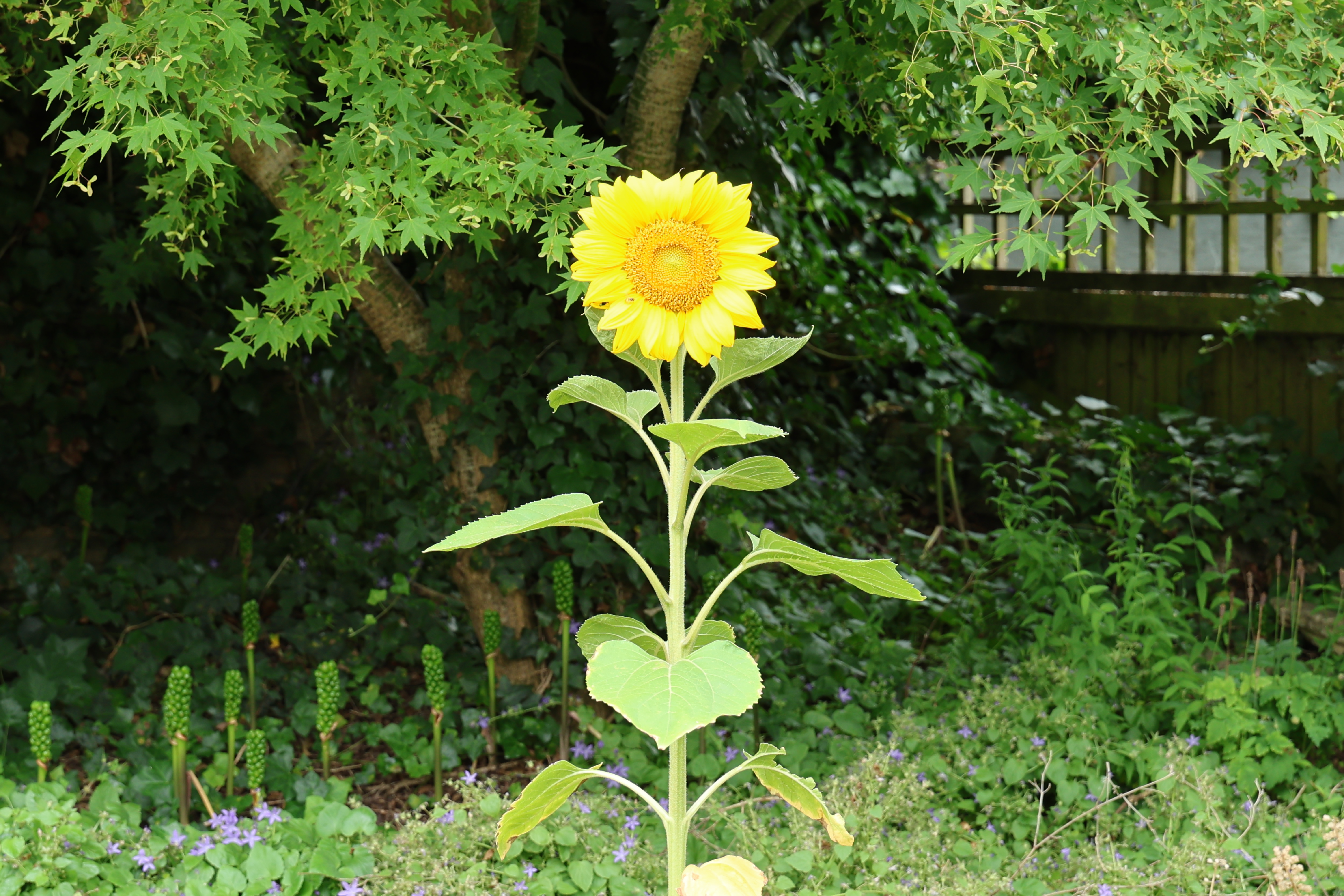 Yellow sunflower shot on a sunny day against green foliage background