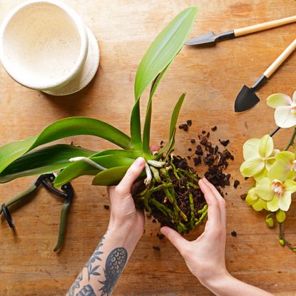 Reviving an orchid by repotting