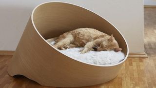 Cat sleeping in one of the best luxury cat beds