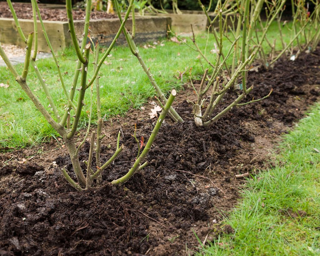 Winterizing roses how to help your plants in cold weather Gardeningetc